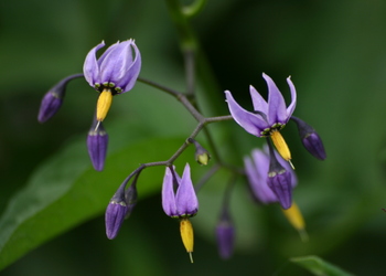 Bittersüßer Nachtschatten (Solanum dulcamara) - © Emanuel Trummer